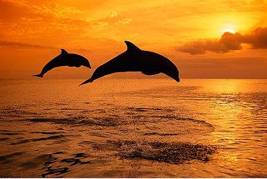 《水下机器人：潜水大发现》登陆Steam抢先体验